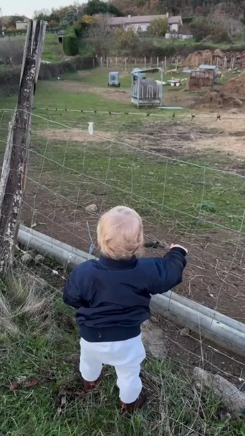Baby lamb comes running to see its favorite child