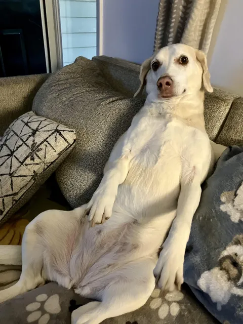 It’s my cake day, so I wanted to share Miss Mollie Sue being her derpy self.