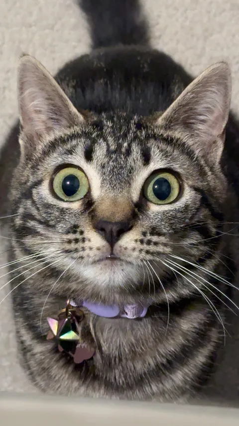 Post your cats mugshot and what crime they committed. (Funny)