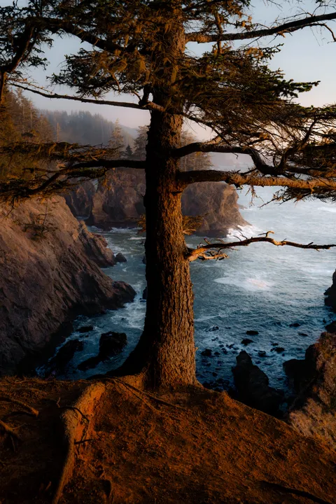 ITAP of a tree on the Oregon coast