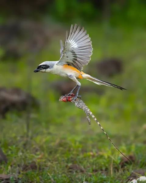wildlife photography from the Indian wilderness