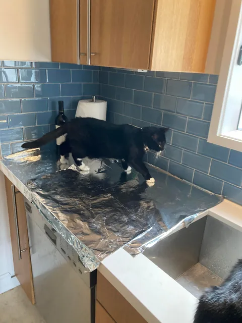 My girlfriend saw on Instagram that if you put down tinfoil on a kitchen counter top your cat will be to afraid of the foil and not jump up. 😑