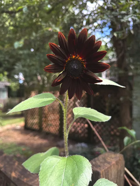 I grew a chocolate color variety of sunflower.