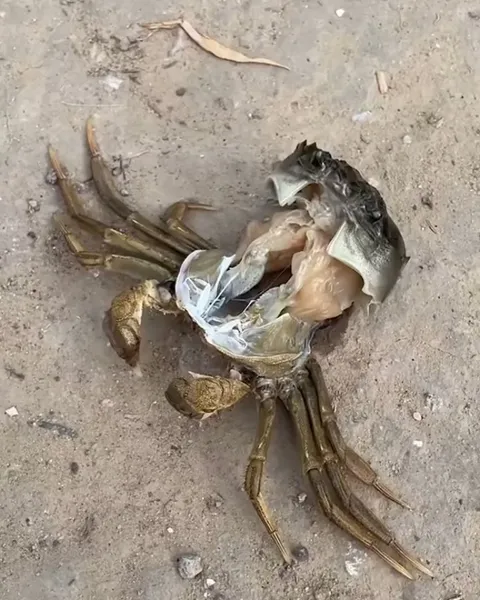 Crab shedding its shell (yes crabs shed too)