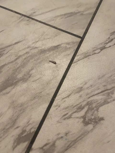 Replaced a toilet and now these little bugs show up occasionally.  Should I be concerned?