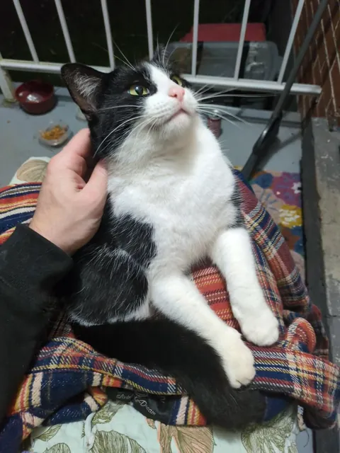 Sweetie the stray cat finally got comfortable enough to sit on my lap
