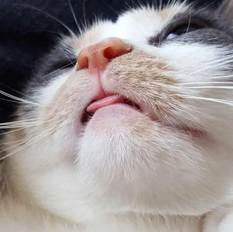 My sweet girl went for a routine vet procedure and didn’t come home