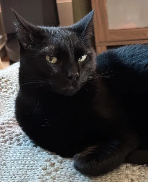 Are we sharing our judgmental cats?