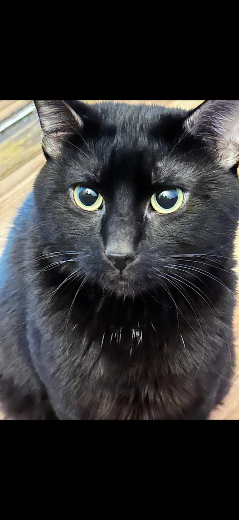 Black cats are 75% less likely to be adopted. Show off your Black Cats or Tuxedoes!