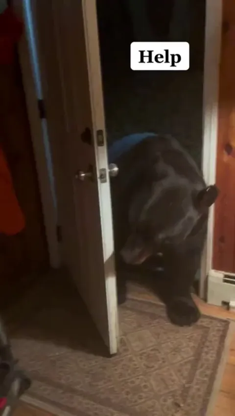 Courteous Bear Closes The Door