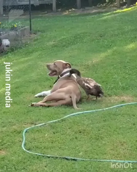 A dog and a duck being playmates