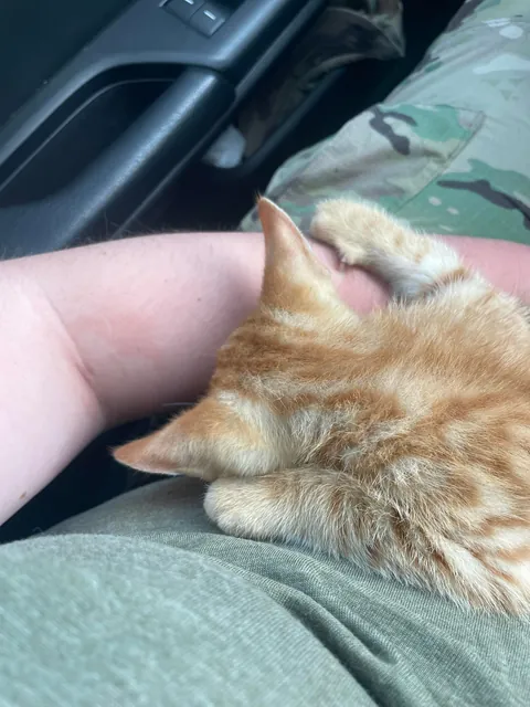 Pulled this guy off the side of the highway today