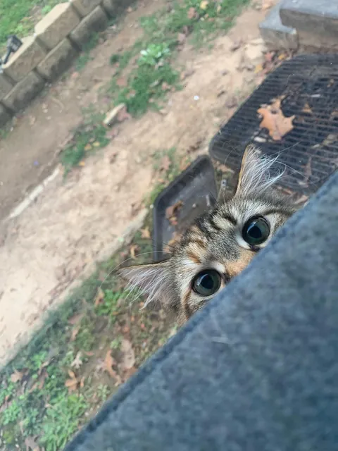 This is Lia caught in attack mode