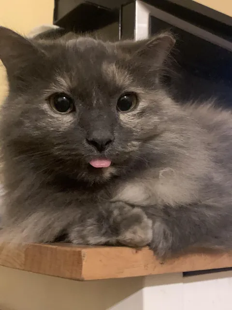 One of the best photos of my cat I have ever taken