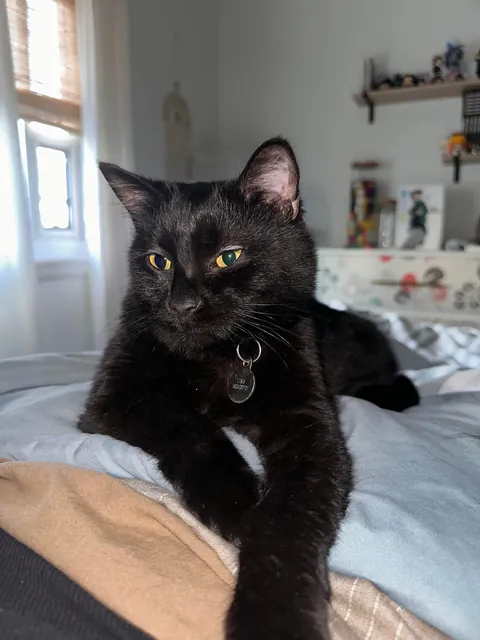 Just a reminder how serious cat bites can be!