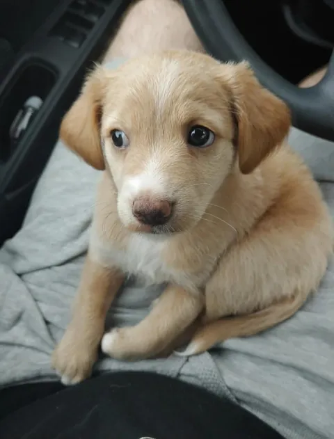 Biscuit all grown! 🥰 vs. 2020 as the wee pup