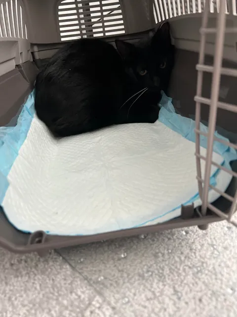 Sauron is now 1 year old!