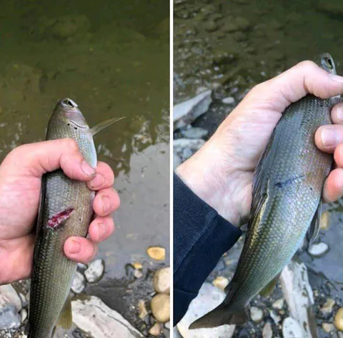 the person caught the same fish a month and half later