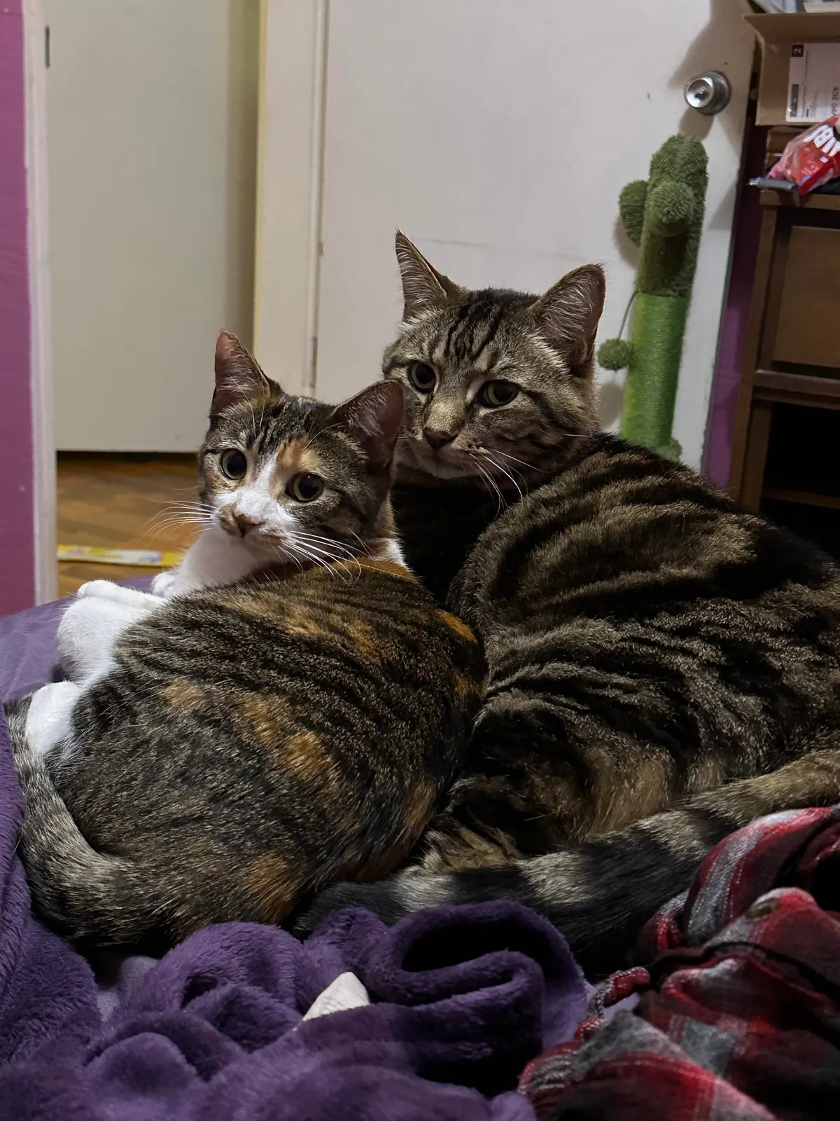 My senior cat has bonded with the new kitten and it’s the most adorable thing