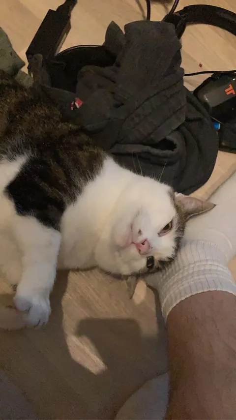 Emotional Support Specialist