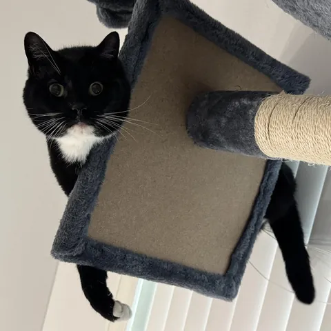 The Overseer of the Living Room: Miss Kitty