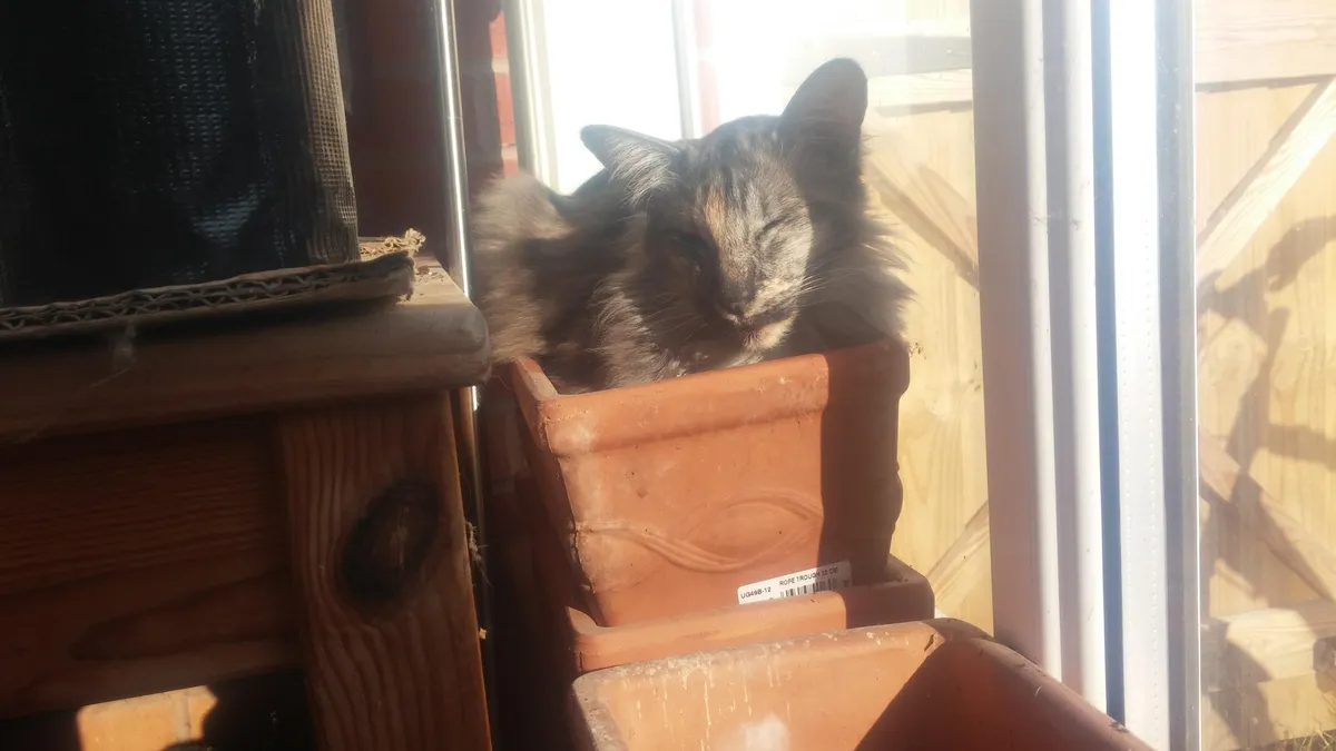 There was Parsley growing in there, you sun bathing little shit.