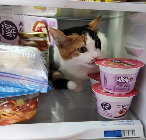 Introducing Baby Jessica