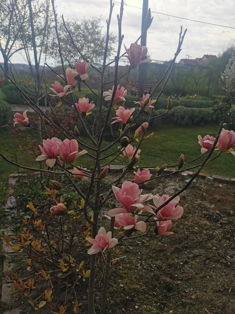 Magnolias in my Serbian garden