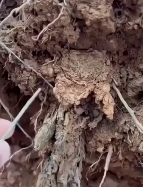 Trapdoor spiders build silk-lined burrows sealed with camouflaged, hinged lids.