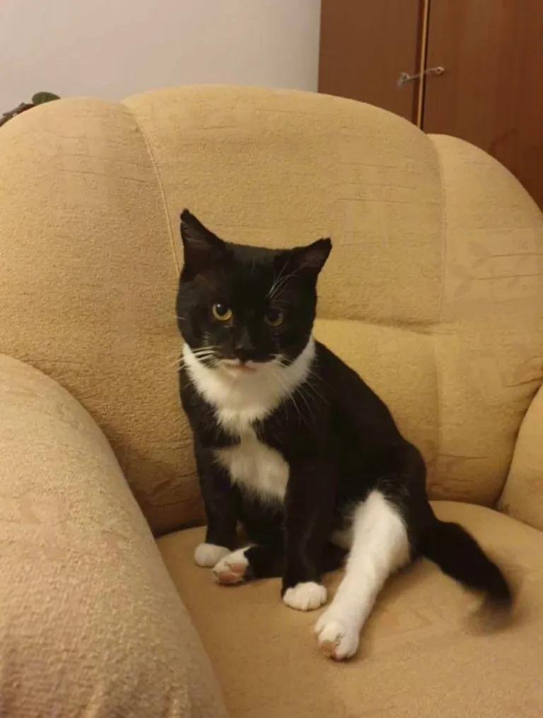 This stray cat came into our lives two months ago