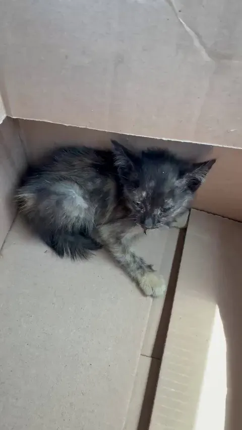 This afternoon my husband found this kitten literally running on the side of the freeway between the lane and the cement barrier in about a foot of space!