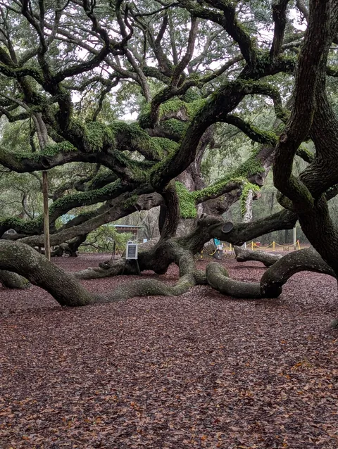 🔥 Angel Oak SC