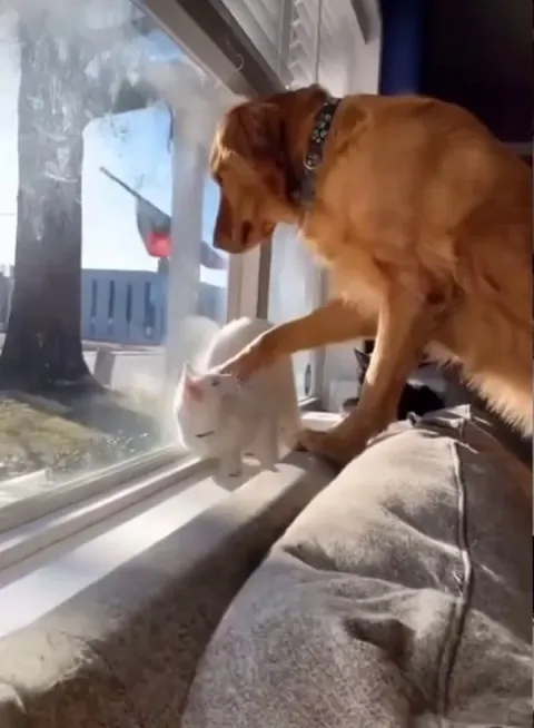 You! Yes, You! You Are my Pillow. Accept this as Fact.