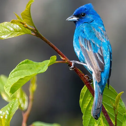 🔥 Indigo Bunting 🔥