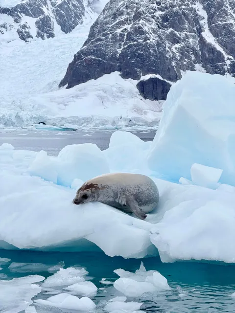 10 days in Antarctica: Wildlife, the Drake Passage and what the expedition was like [OC]