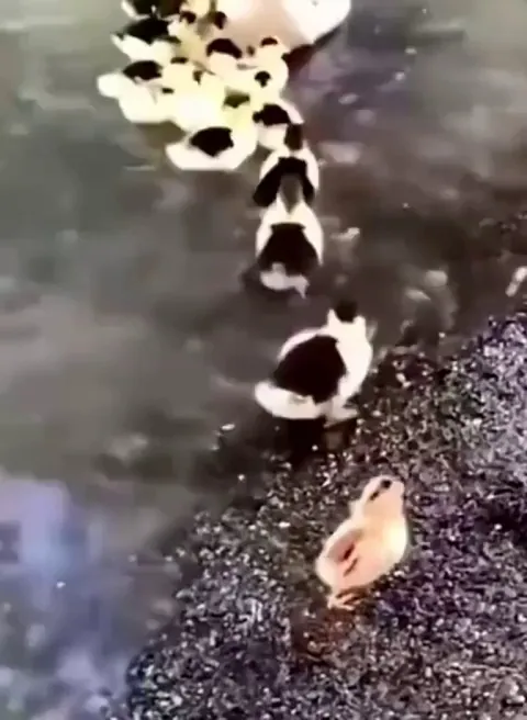 Baby chick, born to walk, floated with ducklings, because it grew up with them.