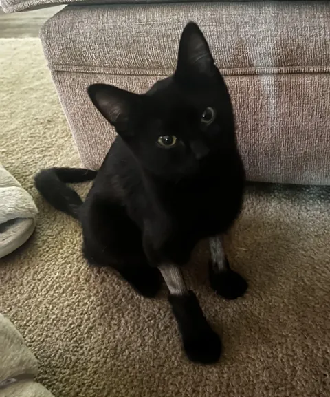 He just got back from 48 hours of hospitalization due to FIP. He’s a warrior!