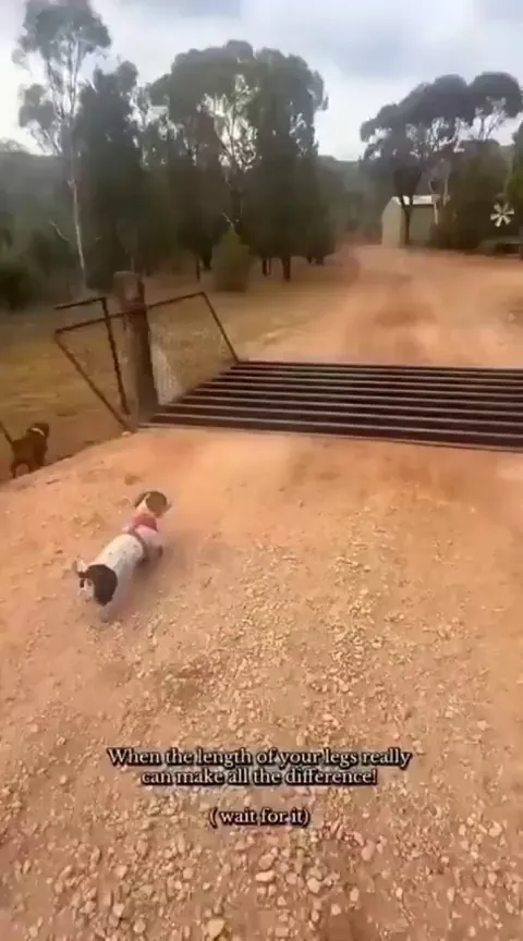 Difference between dogs and cats