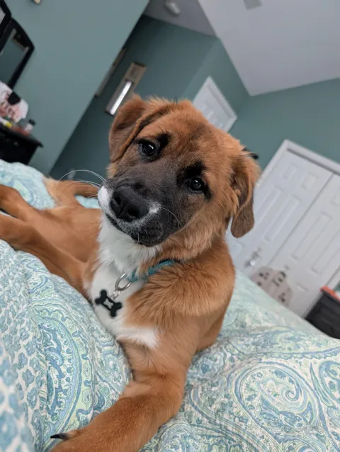 My alarm clock, always on time, upgraded version includes gentle paw to the face.