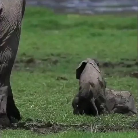 Baby twin elephants are just so adorable