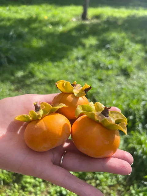 Persimmons from my family Orchard