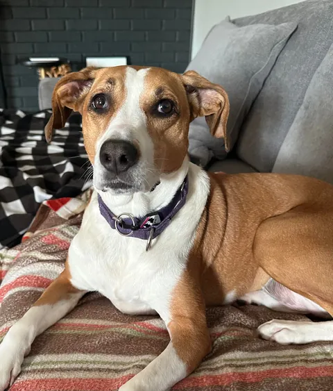 Meet Moxie, Our Rescued Princess. Treeing Walker Coonhound /  Staffy Mix