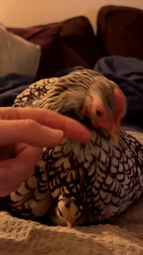 If you're trusted you may pet the baby