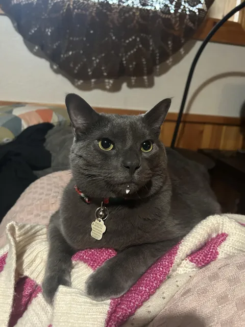 I left a glass of milk on the coffee table. When I came back I thought something wasn’t right then I looked over at him.