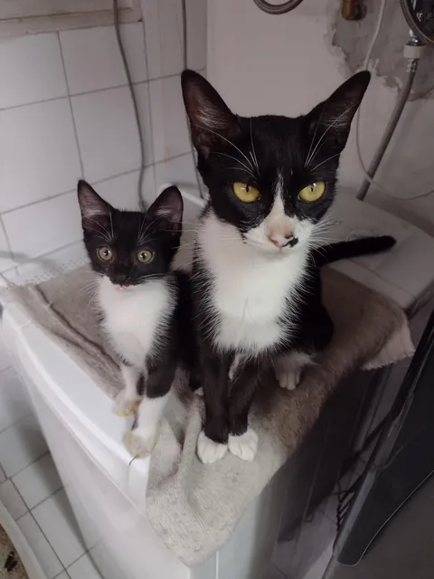 The difference in their expressions: a mother of three who had to fight for food in the streets vs. her kitten, raised in a home, without a worry in the world