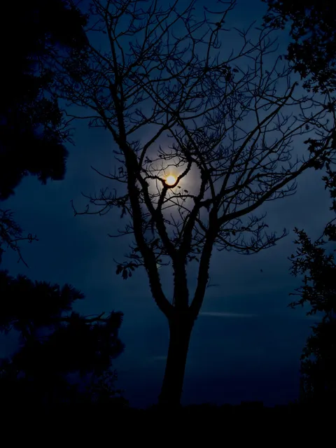 🔥Full moon perfectly cradled in the bend of this branch