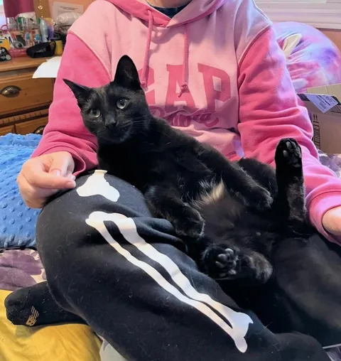 Toblerone was returned to the shelter for being “too needy”, but we love his neediness🖤