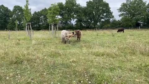 What could go wrong leaning on this farm fence?