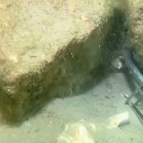 Brave crab saves his wife ❤️