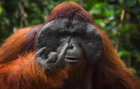 “Orangutan with Attitude”, Tanner Mansell
